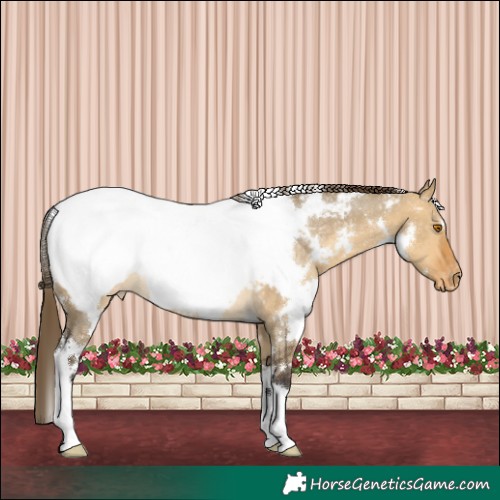 Horse Color:White Spotted Buckskin Dun Appaloosa 