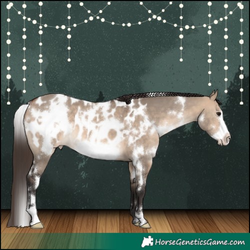 Horse Color:White Spotted Brown Dun Frame Appaloosa 