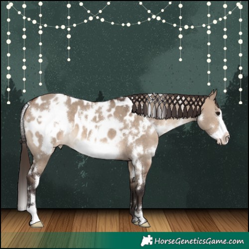 Horse Color:White Spotted Brown Dun Frame Appaloosa 