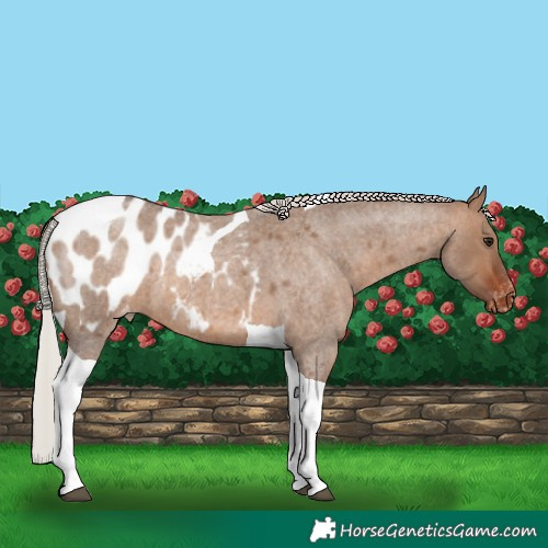 Horse Color:Silver Brown Roan Dun Tobiano Appaloosa 