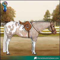 Horse Color:Silver Brown Roan Dun Tobiano Appaloosa 