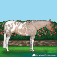 Horse Color:Silver Brown Roan Dun Tobiano Appaloosa 