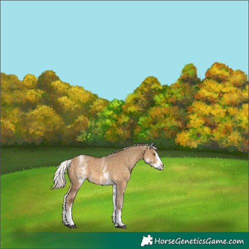 Horse Color:White Spotted Chocolate Palomino Dun Splash 
