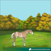 Horse Color:White Spotted Chocolate Palomino Dun Splash 