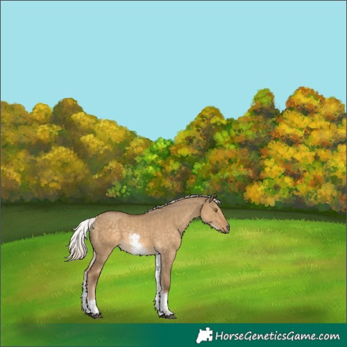 Horse Color:White Spotted Chocolate Palomino Dun 