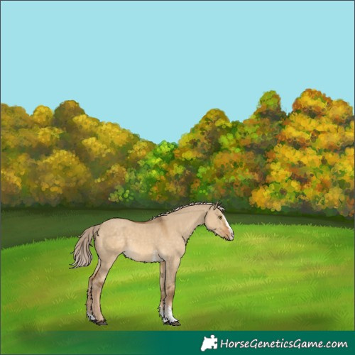 Horse Color:Chocolate Palomino Dun Sabino Splash 