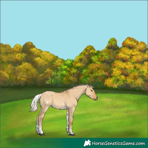 Horse Color:White Spotted Palomino Dun 