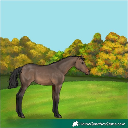 Horse Color:White Spotted Brown Dun 