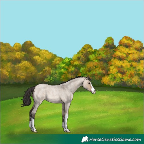 Horse Color:White Spotted Brown Roan Dun 