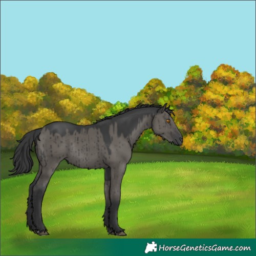 Horse Color:Grullo Rabicano Brindle 