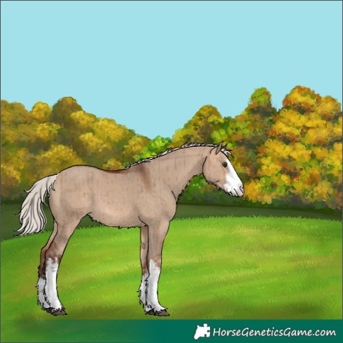 Horse Color:White Spotted Silver Bay Dun Brindle 