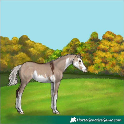 Horse Color:White Spotted Silver Brown Dun 