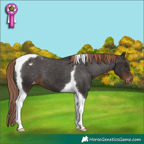 Horse Color:Liver Chestnut Tobiano Appaloosa 