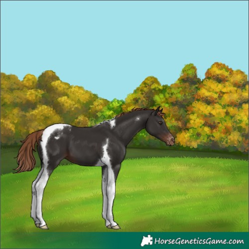 Horse Color:Liver Chestnut Tobiano Appaloosa 