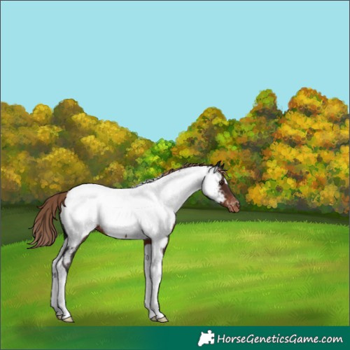 Horse Color:Liver Chestnut Tobiano Appaloosa