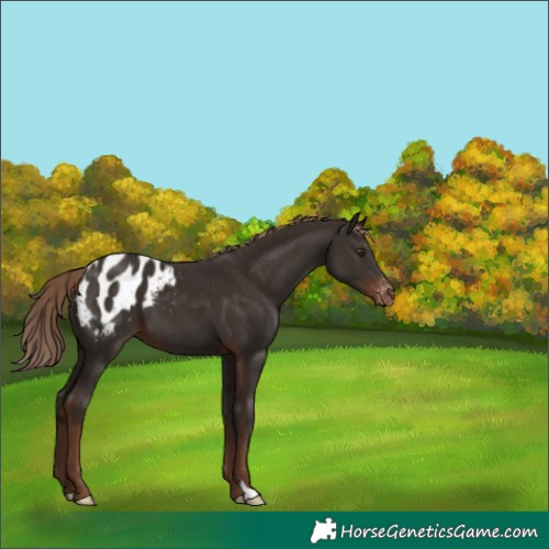 Horse Color:Liver Chestnut Appaloosa 