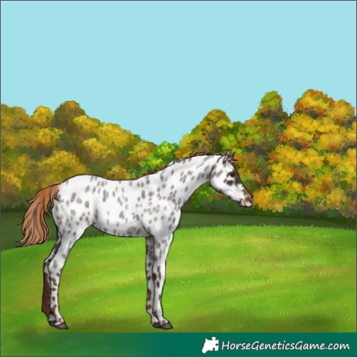 Horse Color:Liver Red Roan Near Leopard 