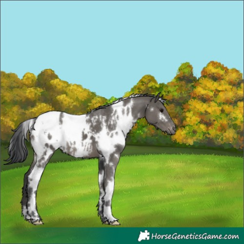 Horse Color:White Spotted Grullo Blanket 