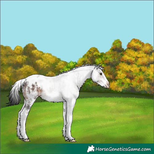 Horse Color:White Spotted Liver Chestnut 