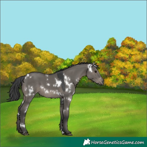 Horse Color:White Spotted Grullo