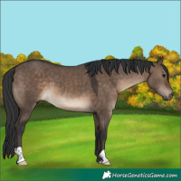 Horse Color:Brown Dun