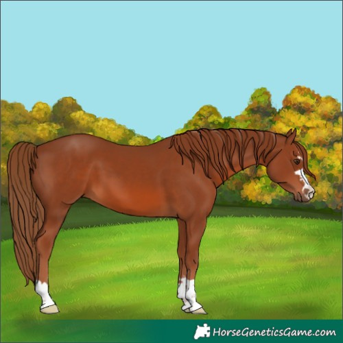 Horse Color:Chestnut 