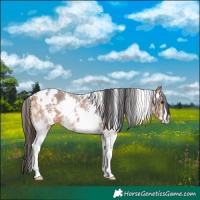 Horse Color:White Spotted Bay Sabino 