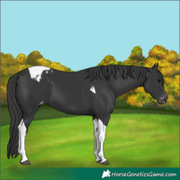 Horse Color:Black Tobiano Appaloosa 