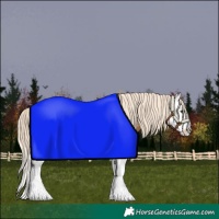 Horse Color:Palomino Splash 