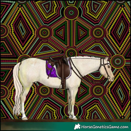 Horse Color:Palomino Roan Appaloosa 