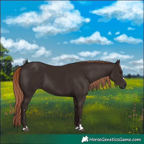 Horse Color:Liver Chestnut