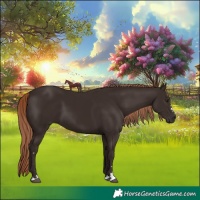 Horse Color:Liver Chestnut 