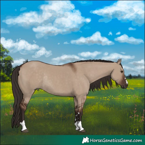 Horse Color:Liver Red Dun Rabicano