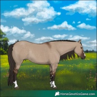Horse Color:Liver Red Dun Rabicano 