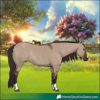 Horse Color:Liver Red Dun Rabicano 
