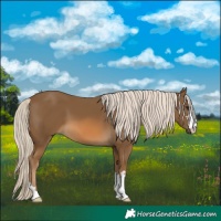 Horse Color:Chocolate Palomino