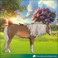 Horse Color:Chocolate Palomino 