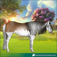 Horse Color:Gray Buckskin Sabino Splash 