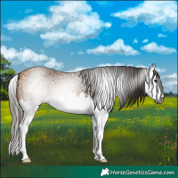 Horse Color:Gray Buckskin Sabino Splash