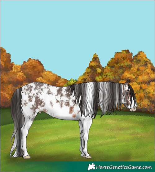 Horse Color:Brown Sabino 
