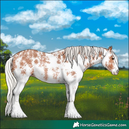 Horse Color:Silver Bay Sabino Rabicano