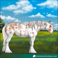 Horse Color:Silver Bay Sabino Rabicano 