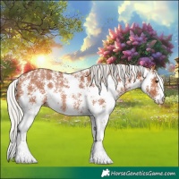 Horse Color:Silver Bay Sabino Rabicano 