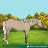 Horse Color:Silver Grullo