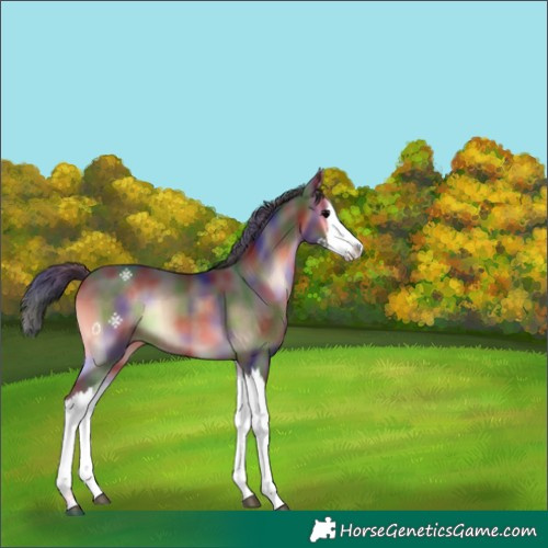 Horse Color:Nacre Brown Onyx Splash Rabicano 