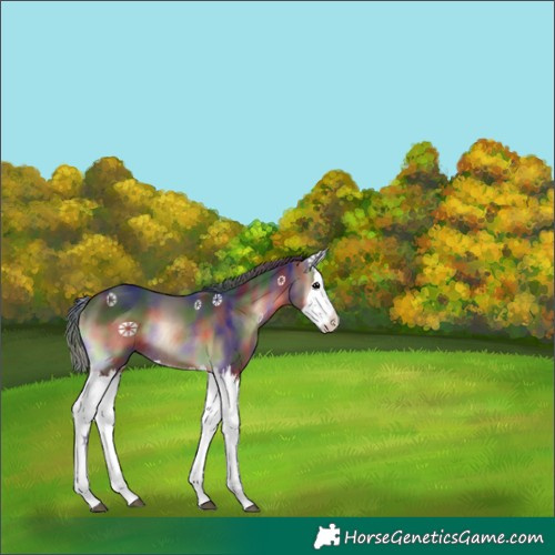 Horse Color:Nacre Brown Onyx Splash Rabicano