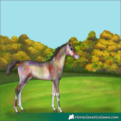 Horse Color:Nacre Brown Onyx Varnish Rabicano 
