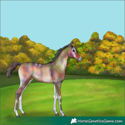 Horse Color:Nacre Bay Onyx Rabicano 