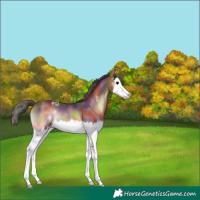 Horse Color:Nacre Bay Onyx Splash 