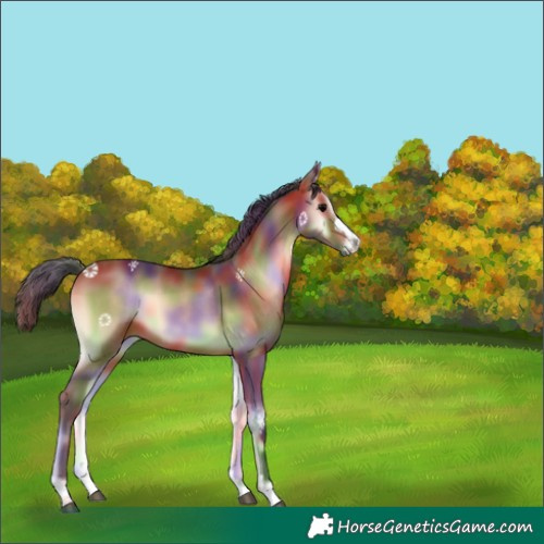 Horse Color:Nacre Bay Onyx 